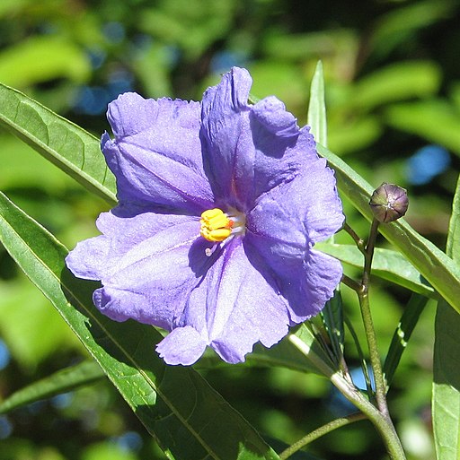 Solanum aviculare flower