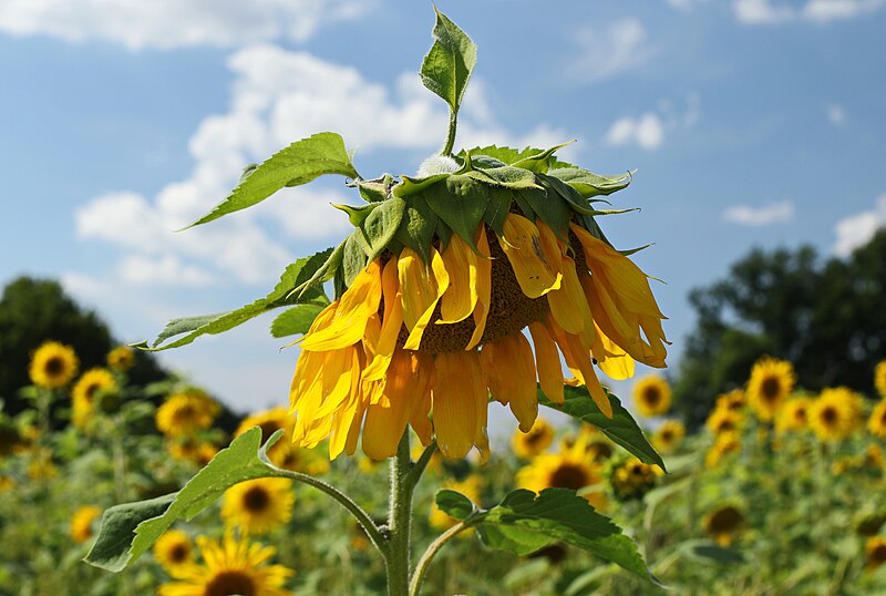 File:Sonnenblume (Helianthus annuus) 2H1A1498WI.jpg