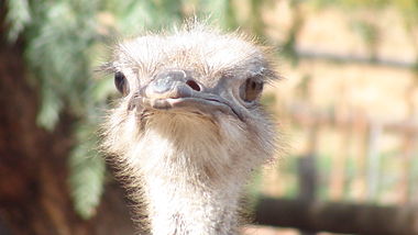 South African Ostrich.JPG