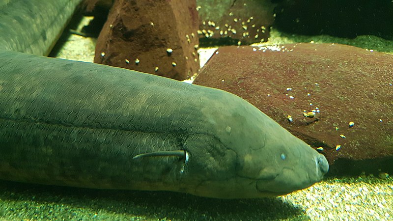 File:South American lungfish (Lepidosiren paradoxa).jpg