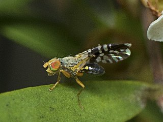 <i>Spathulina acroleuca</i> Species of fly