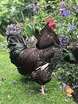 Speckled Sussex cock at two years old UK 2022.jpg