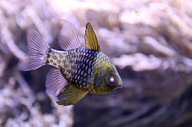 Sphaeramia nematoptera Pajama Cardinalfish.jpg