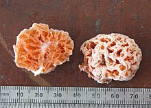 Two halves of an orangish sponge-like fungus, with a ruler shown at the bottom for scale.