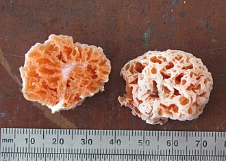 Two halves of the orangish sponge-like fungus, with a ruler shown at the bottom for scale.