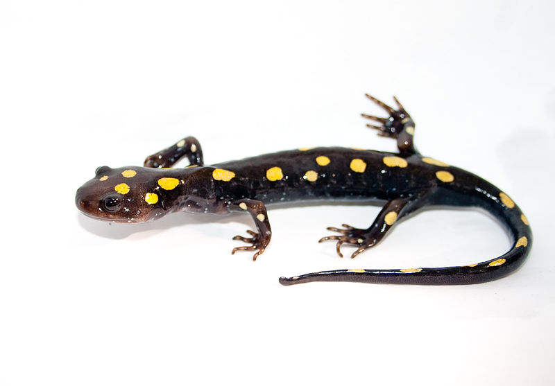 File:Spotted Salamander.jpg