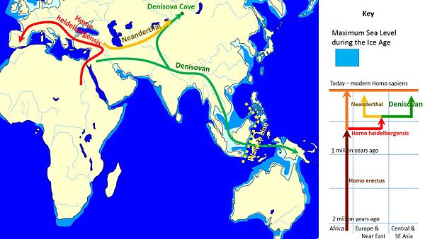 Spread of Denisovans and Neanderthals after 500,000 years ago.