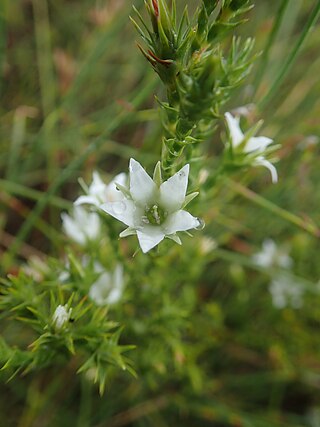 <i>Sprengelia sprengelioides</i> Species of plant