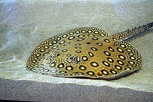 Peacock stingray (Potamotrygon motoro)