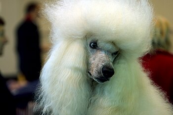 A Standard Poodle at the 2007 Crufts Dog Show.