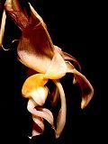 Thumbnail for Stanhopea lietzei