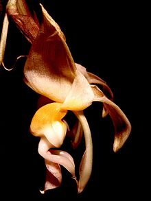 Stanhopea lietzei Orchi 001.jpg