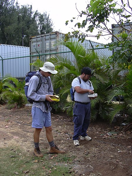 File:Starr-030612-0001-Spathodea campanulata-ant survey with Forest and Mach-Kahului-Maui (24008411653).jpg