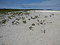 Starr-150402-0579-Tournefortia argentea-reestablishing in wash over area-Spit Island-Midway Atoll (25247151826).jpg