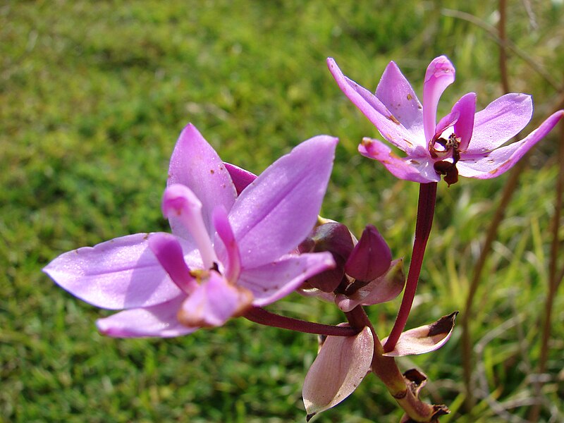 File:Starr 070206-4117 Spathoglottis plicata.jpg