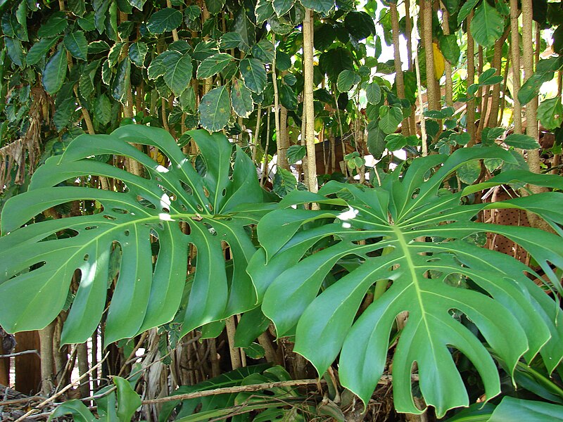 File:Starr 080731-9571 Monstera deliciosa.jpg