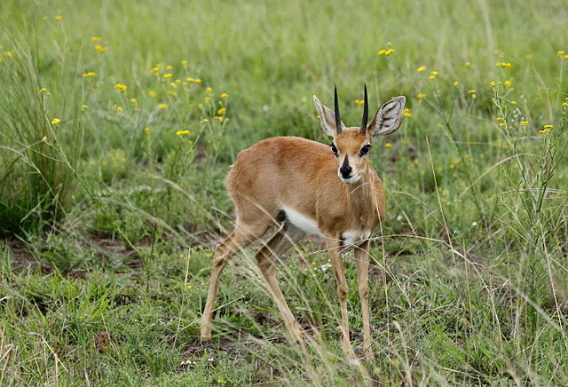 File:Steenbok,_Raphicerus_campestris_at_Pilanesberg_National_Park,_South_Africa_(17329879142).jpg