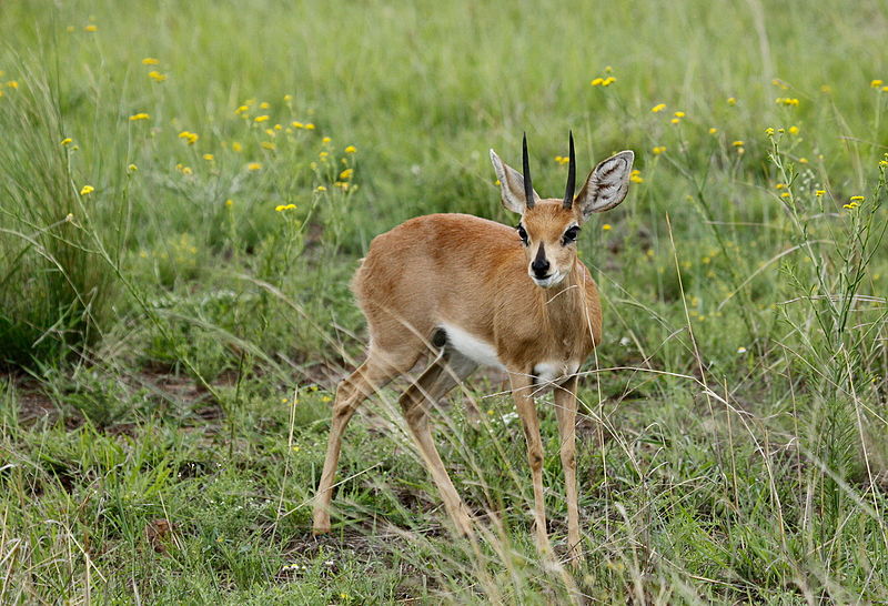 File:Steenbok, Raphicerus campestris at Pilanesberg National Park, South Africa (17329879142).jpg