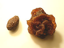 A dried Sterculia lychnophora seed compared to a water-soaked seed with its skin removed (right) Sterculia lychnophora seed.jpg