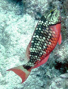 File:Stoplight_parrotfish_Pickles_Reef.jpg