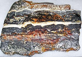 Illustratives Bild des ältesten Fossilienartikels