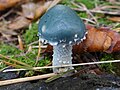 Stropharia caerulea a2 (2). 
 JPG