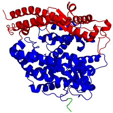 Enzyme De Conversion De L'angiotensine 2: Le gène, La protéine, Rôle