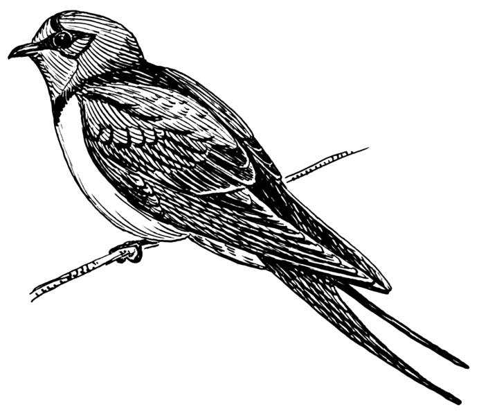 File:Swallow (PSF).png