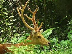 Swamp Deer - Barasingha.jpg