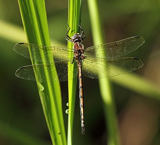 Syncordulia gracilis, a South African endemic Syncordulia gracilis Yellow Presba 2013 02 26 a.jpg