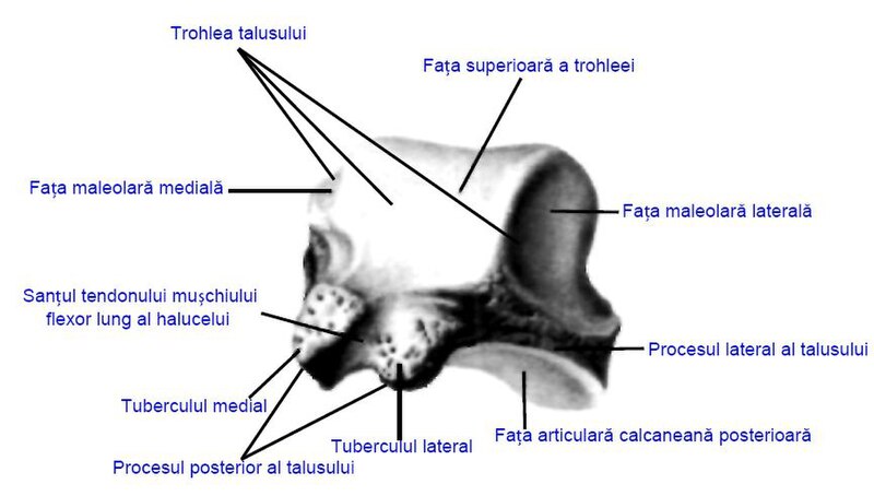 File:Talus, posterior face.jpg