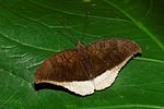 Tanaecia lepidea-Kadavoor-2016-07-30-001.jpg