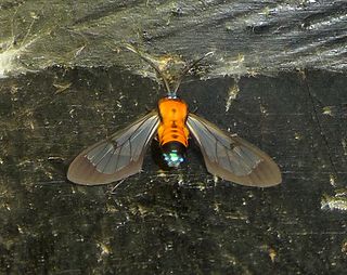 <i>Cosmosoma sectinota</i> Species of moth