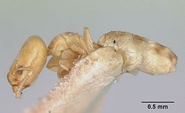 Tapinoma williamsi