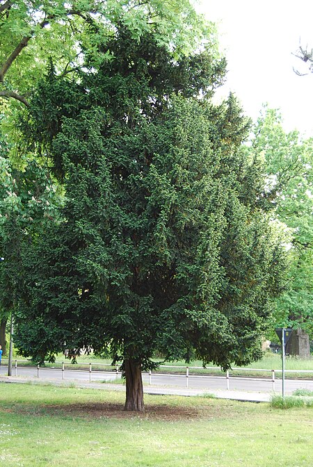 Taxus baccata (Gemeine Eibe)