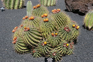 Teguise Guatiza - Jardin - Ferocactus echidne 01 ies.jpg