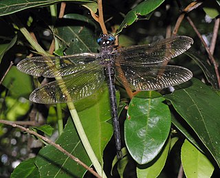 <i>Tetracanthagyna</i> Genus of dragonflies