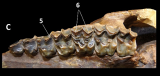 <i>Tetramerorhinus</i> Extinct genus of litopterns