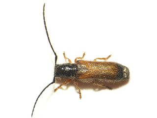 <span class="mw-page-title-main">Tetropini</span> Tribe of beetles