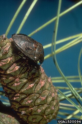 <i>Tetyra bipunctata</i> Species of true bug