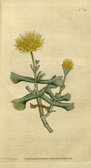 plate 32 Mesembryanthemum dolabriforme Hatchet-Leav'd Fig-Marigold