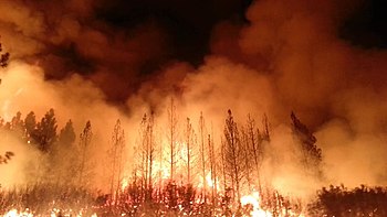 Feu de forêt — Wikipédia