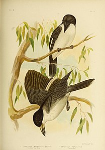 Les oiseaux d'Australie (16879357218) .jpg