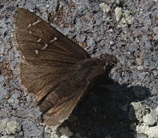 <i>Thorybes mexicana</i> Species of butterfly
