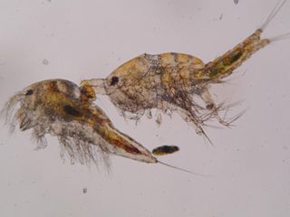 <span class="mw-page-title-main">Harpacticidae</span> Family of copepod crustaceans