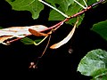 Thumbnail for File:Tilia americana 15-p.bot-tilia.amer-02.jpg