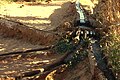 Système d'irrigation traditionnel dans la palmeraie de Timimoun,1971.