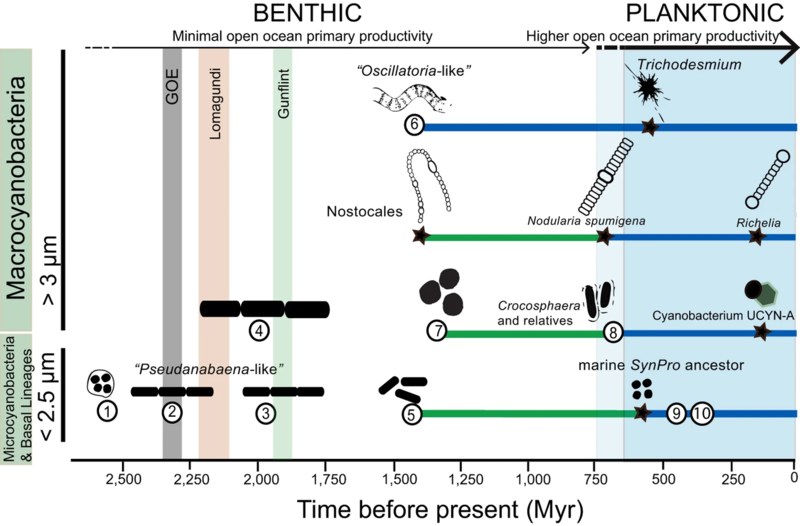 File:Timing and trends in cell diameter, loss of filamentous forms and habitat preference within cyanobacteria.webp