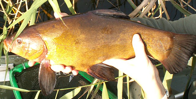 Tench are common freshwater fish throughout temperate Eurasia.