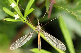 Tipula (Schummelia) variicornis